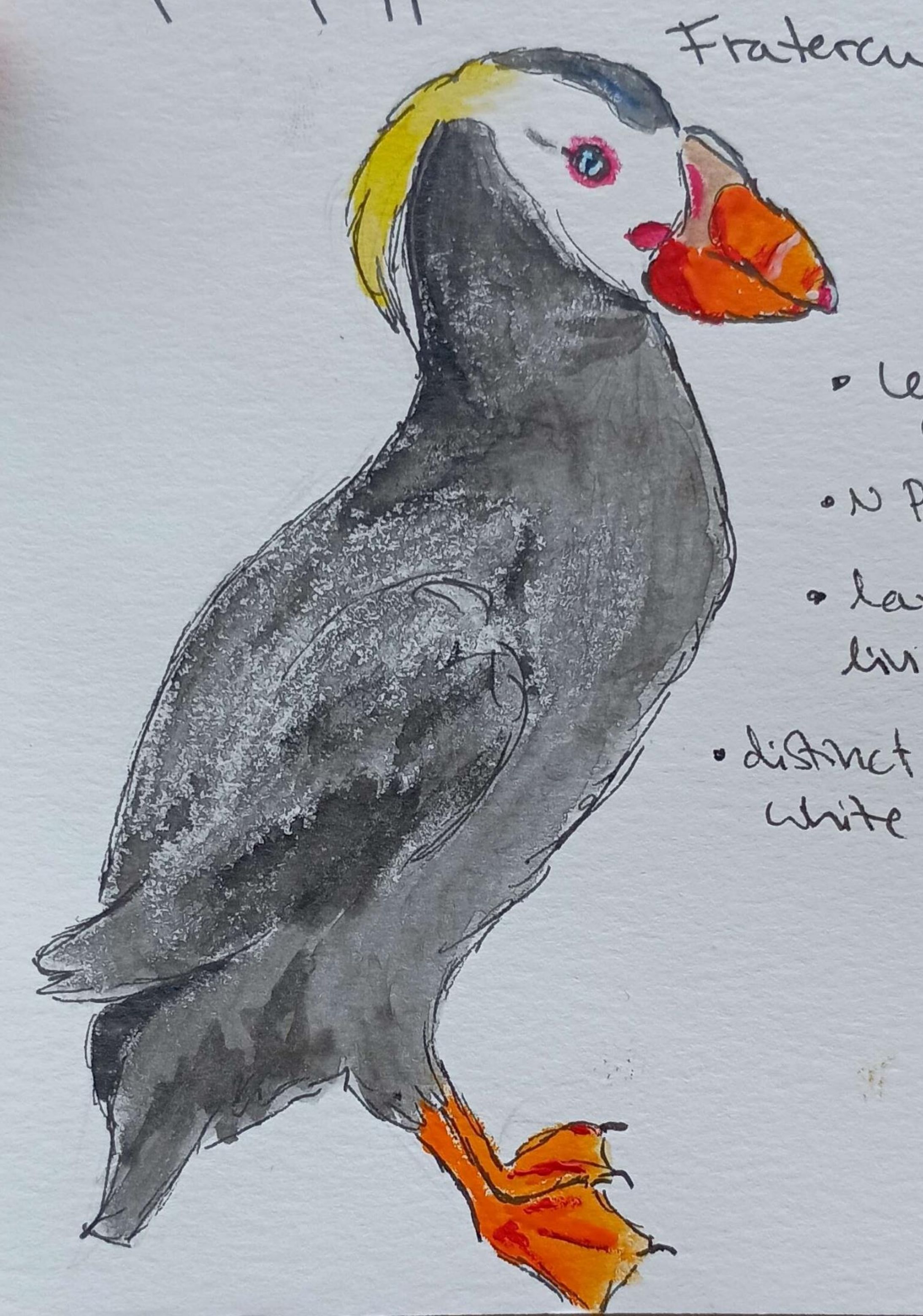Tufted Puffin-Watercolor and Pen
